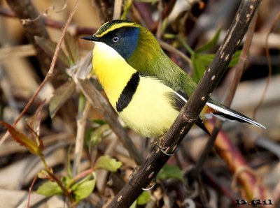 SIETECOLORES DE LAGUNA (Tachuris rubrigastra) - Laguna del Diario - MALDONADO (Agosto 2014)