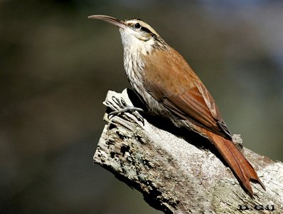 TREPADOR CHICO (Lepidocolaptes angustirostris) - Monte aledaño a Laguna Del Diario - MALDONADO (Julio 2014)