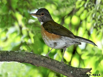 ZORZAL COLLAR BLANCO (Turdus albicollis) - Paso Centurión - CERRO LARGO (Diciembre 2014)