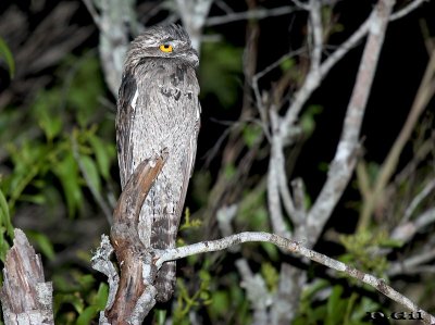 URUTAÚ (Nyctibius griseus) - Paso Centurión - CERRO LARGO (Diciembre 2014)