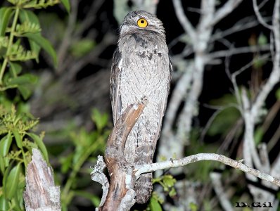 URUTAÚ (Nyctibius griseus) - Paso Centurión - CERRO LARGO (Diciembre 2014)