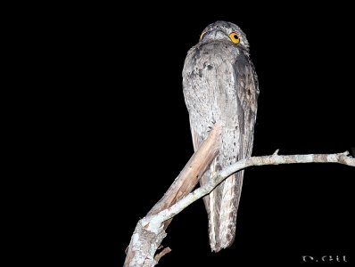 URUTAÚ (Nyctibius griseus)   - Paso Centurión - CERRO LARGO (Diciembre 2014)