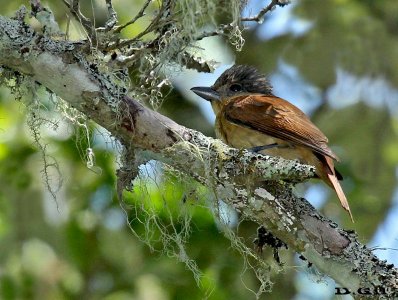 ANAMBÉ GRANDE (Pachyramphus validus) - (Hembra) Paso Centurión - CERRO LARGO (Diciembre 2014)