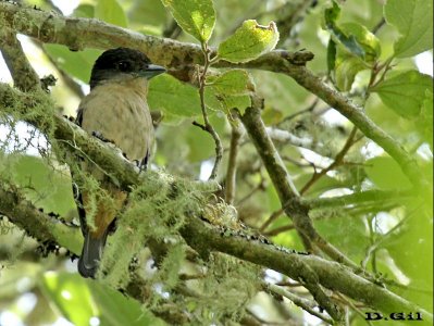 ANAMBÉ GRANDE (Pachyramphus validus) - (Macho) Paso Centurión - CERRO LARGO (Diciembre 2014)