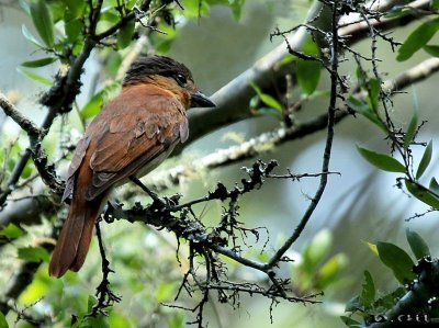 ANAMBÉ GRANDE (Pachyramphus validus) - (Hembra) Paso Centurión - CERRO LARGO (Diciembre 2014)