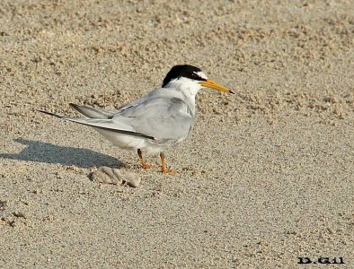 GAVIOTÍN CHICO BOREAL (Sternula antillarum) - Playa en Miami - USA (AbrilL 2014)