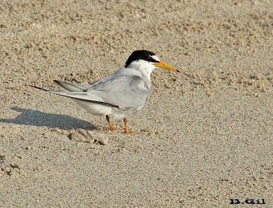 GAVIOTÍN CHICO BOREAL (Sternula antillarum) - Playa en Miami - USA (AbrilL 2014)