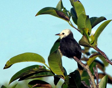 LAVANDERA CABEZA BLANCA (Arundinicola leucocephala)  - Costa do Sauípe - BRASIL (Abril 2010)