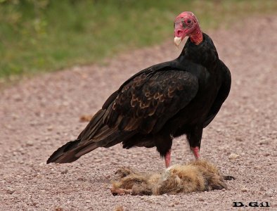 CUERVO CABEZA ROJA (Cathartes aura) - Cno. del Indio - ROCHA (Febrero 2016)