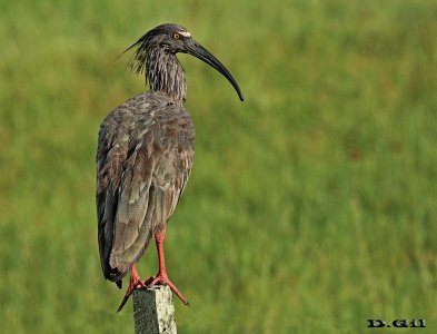 BANDURRIA MORA (Theristicus caerulescens) - Bañado en Guazuvirá - CANELONES (Enero 2011)