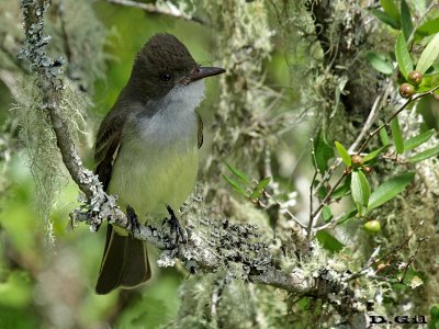 BURLISTO COMÚN (Myiarchus swainsoni) - Polanco del Yí - FLORIDA (Noviembre 2015)