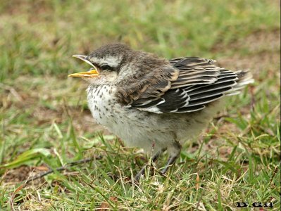 CALANDRIA COMÚN (Mimus saturninus) - (Pichón) Solymar - CANELONES (Octubre 2014)