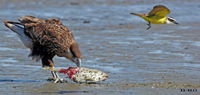 CARANCHO (Caracara plancus) - Playa en Colonia Wilson - SAN JOSÉ (Abril 2013)