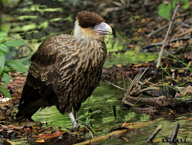 CARANCHO (Caracara plancus) - (Juvenil) Jardín Botánico - MONTEVIDEO (Noviembre 2015)