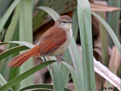 CURUTIÉ COLORADO (Certhiaxis cinnamomeus) - Arroyo de los Indios - ROCHA (Febrero 2016)