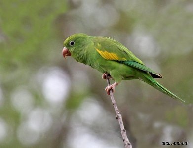 CATITA CHIRIRÍ (Brotogeris chiriri) - Jardín Botánico - MONTEVIDEO (Octubre 2011)