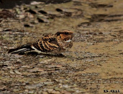 CURIANGO (Nyctidromus albicollis) - Angra dos Reis - BRASIL (Octubre 2015)