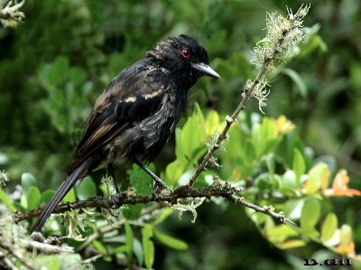 VIUDITA NEGRA COMÚN (Knipolegus cyanirostris) - (Macho inmaduro) Rincón de Melilla - MONTEVIDEO (Enero 2015)