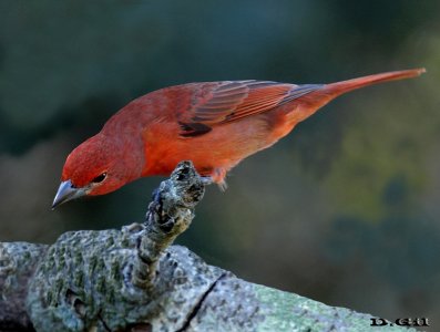 FUEGUERO (Piranga flava) - Abra de Castellanos - LAVALLEJA (Setiembre 2015)