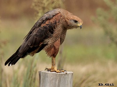 AGUILA COLORADA (Buteogallus meridionalis) - Cno. del Indio - ROCHA (Febrero 2016)