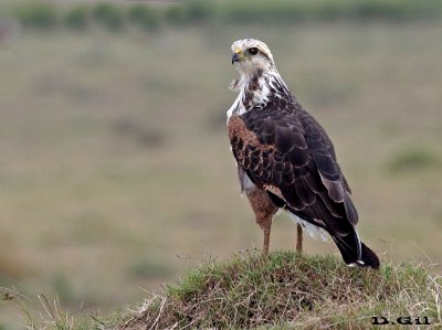 AGUILA COLORADA (Buteogallus meridionalis) - (Juvenil) Cno. del Indio - ROCHA (Febrero 2016)