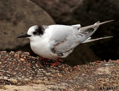 GAVIOTÍN COLA LARGA (Sterna hirundinacea) - Faro de Punta Carretas - MONTEVIDEO (Setiembre 2015)