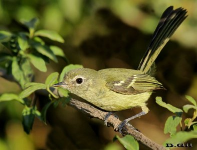 LIGERITO (Phylloscartes ventralis) - Polanco del Yí - FLORIDA (Noviembre 2015)