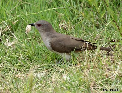 CUCLILLO GRIS (Coccycua cinerea) - Rincón de Melilla - MONTEVIDEO (Enero 2016)