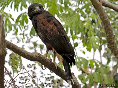 GAVILÁN MIXTO (Parabuteo unicinctus) - Monte en Parque Lecocq - MONTEVIDEO (Enero 2016)