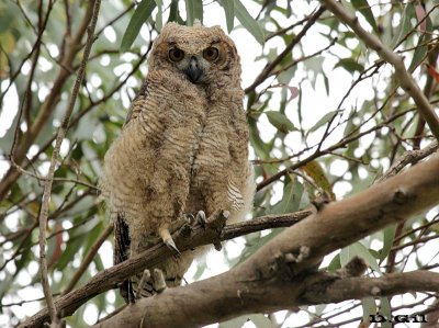 ÑACURUTÚ (Bubo virginianus) - (Pichón) Punta Espinillo - MONTEVIDEO (Noviembre 2015)