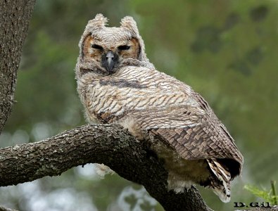 ÑACURUTÚ (Bubo virginianus) - (Juvenil) Polanco del Yí - FLORIDA (Noviembre 2015)