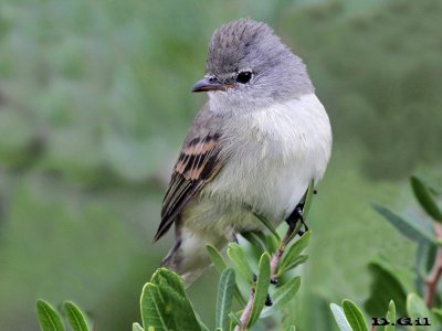 PIOJITO SILBÓN (Camptostoma obsoletum) - Paso Mauricio - SAN JOS&Egrave;&nbsp; (Marzo 2016)