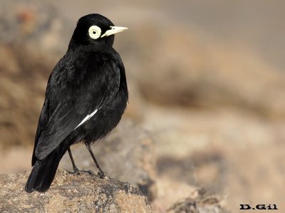 PICO DE PLATA (Hymenops perpicillatus) - Laguna Del Diario - MALDONADO (Setiembre 2015)