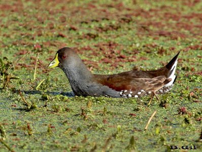 POLLA PINTADA (Gallinula melanops) - Bañadito de Abente-Solymar-CANELONES (Julio 2009)
