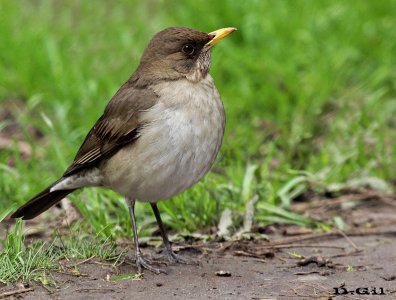 SABIA COMÚN (Turdus amaurochalinus) - (Macho) Abra de Castellanos - LAVALLEJA (Setiembre 2015)