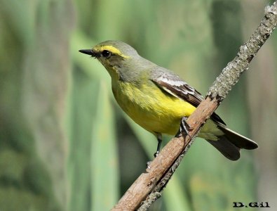 VINCHERO (Satrapa icterophrys) - Polanco del Yí - FLORIDA (Noviembre 2015)
