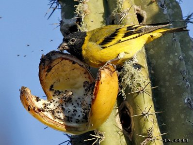 CABECITANEGRA (Spinus magellanicus) - Cuchilla de Laureles - TACUAREMBO (Mayo 2014)