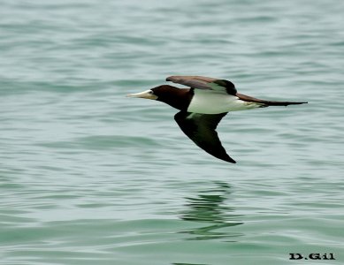 PIQUERO PARDO (Sula leucogaster) - Río de Janeiro - BRASIL (Octubre 2015)