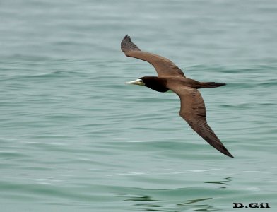 PIQUERO PARDO (Sula leucogaster) - Río de Janeiro - BRASIL (Octubre 2015)