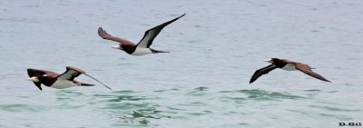 PIQUERO PARDO (Sula leucogaster) - Río de Janeiro - BRASIL (Octubre 2015)