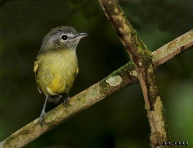 PICOCHATO GRANDE (Tolmomyias sulphurescens) - Angra dos Reis - BRASIL (Octubre 2015)