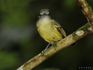 PICOCHATO GRANDE (Tolmomyias sulphurescens) - Angra dos Reis - BRASIL (Octubre 2015)