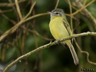 PICOCHATO GRANDE (Tolmomyias sulphurescens) - Angra dos Reis - BRASIL (Octubre 2015)
