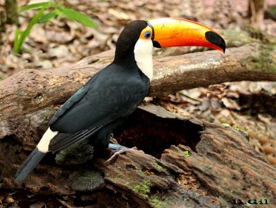TUCÁN (Ramphastos toco) - Foz de Iguazú - BRASIL (Setiembre 2013)