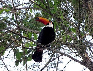 TUCÁN (Ramphastos toco) - Parque Nacional Iguazú - ARGENTINA (Setiembre 2010)