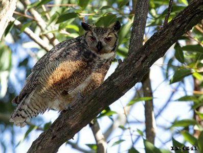ÑACURUTÚ (Bubo virginianus) - Monte en Migues - CANELONES (Julio 2015)