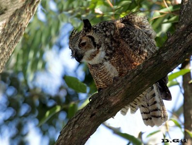 ÑACURUTÚ (Bubo virginianus) - Monte en Migues - CANELONES (Julio 2015)