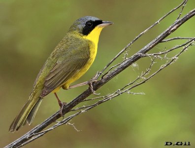 ARAÑERO CARA NEGRA (Geothlypis aequinoctialis) - Puntas del Tigre - SAN JOSÉ (Noviembre 2016)