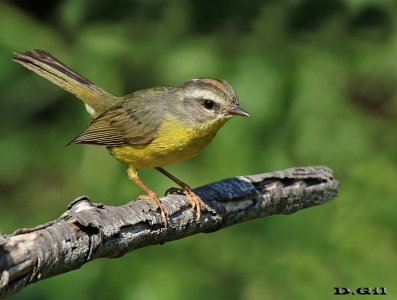 ARAÑERO CHICO (Basileuterus  culicivorus) - Monte en La Arenisca - COLONIA (Diciembre 2016)