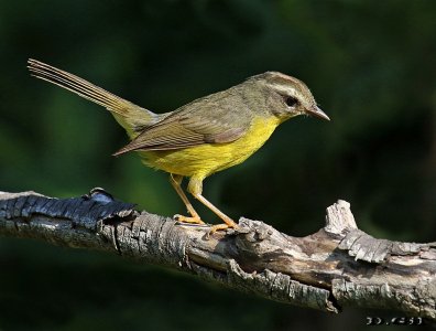 ARAÑERO CHICO (Basileuterus  culicivorus) - Monte en La Arenisca - COLONIA (Diciembre 2016)